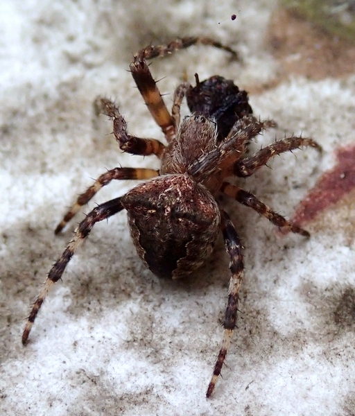 Araneus cf. angulatus - Moriago della Battaglia (TV)